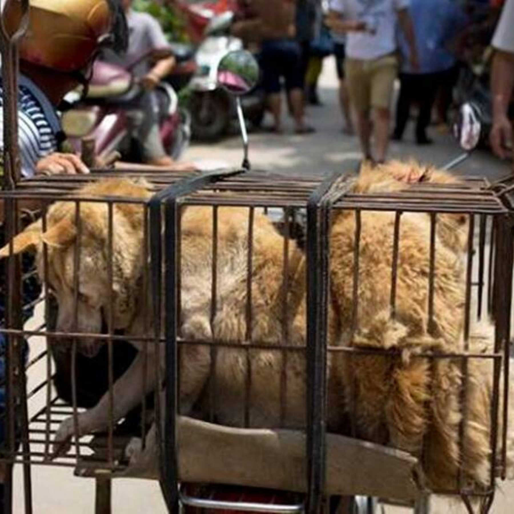South Korea president considers ban on dog meat consumption
