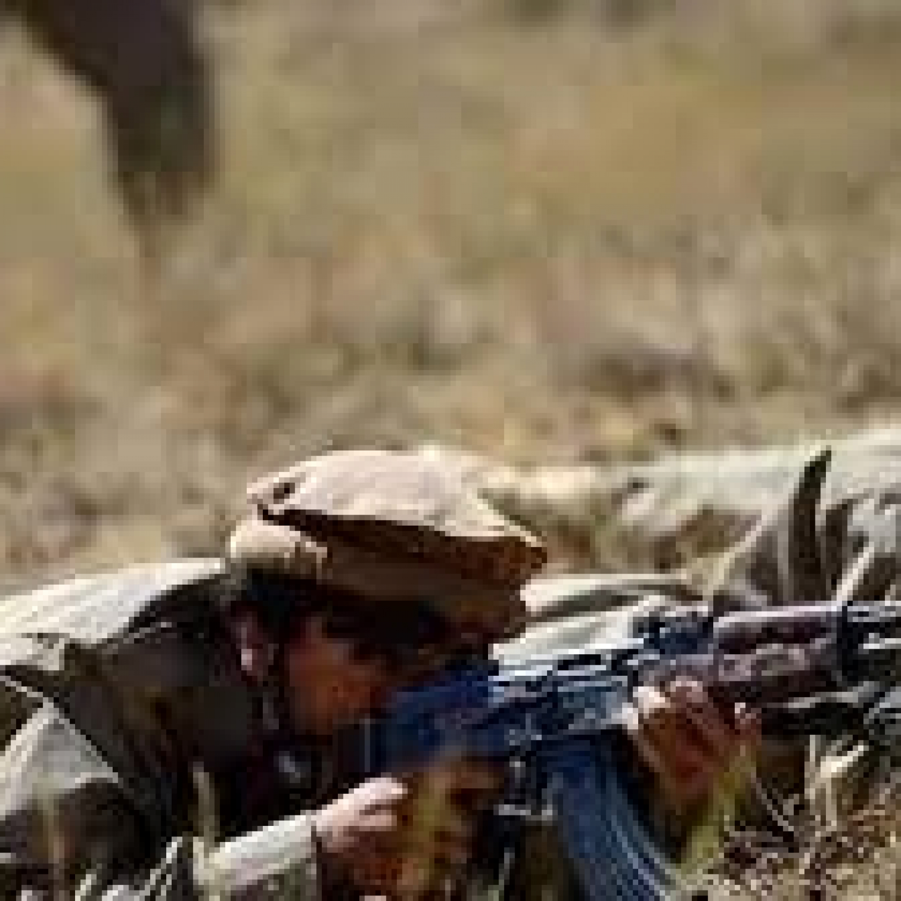 Fight against Taliban will continue: Afghan Resistance Front rejects Panjshir captured claim