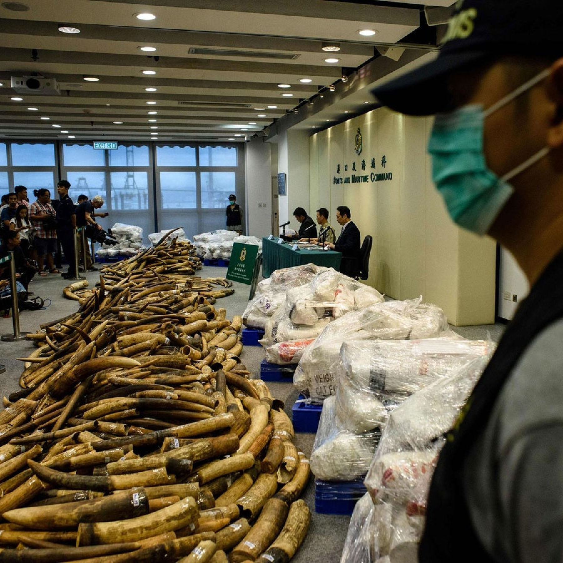 Hong Kong ban on ivory sales comes into force