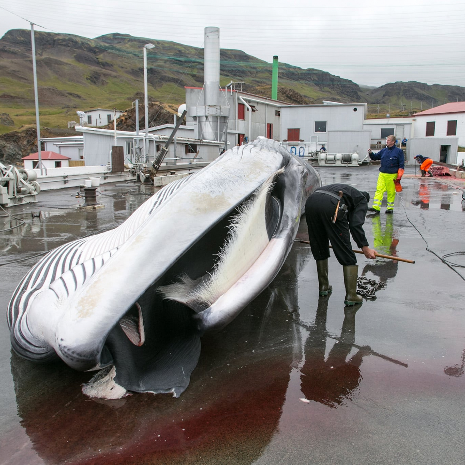 Iceland to end whaling as demand dwindles