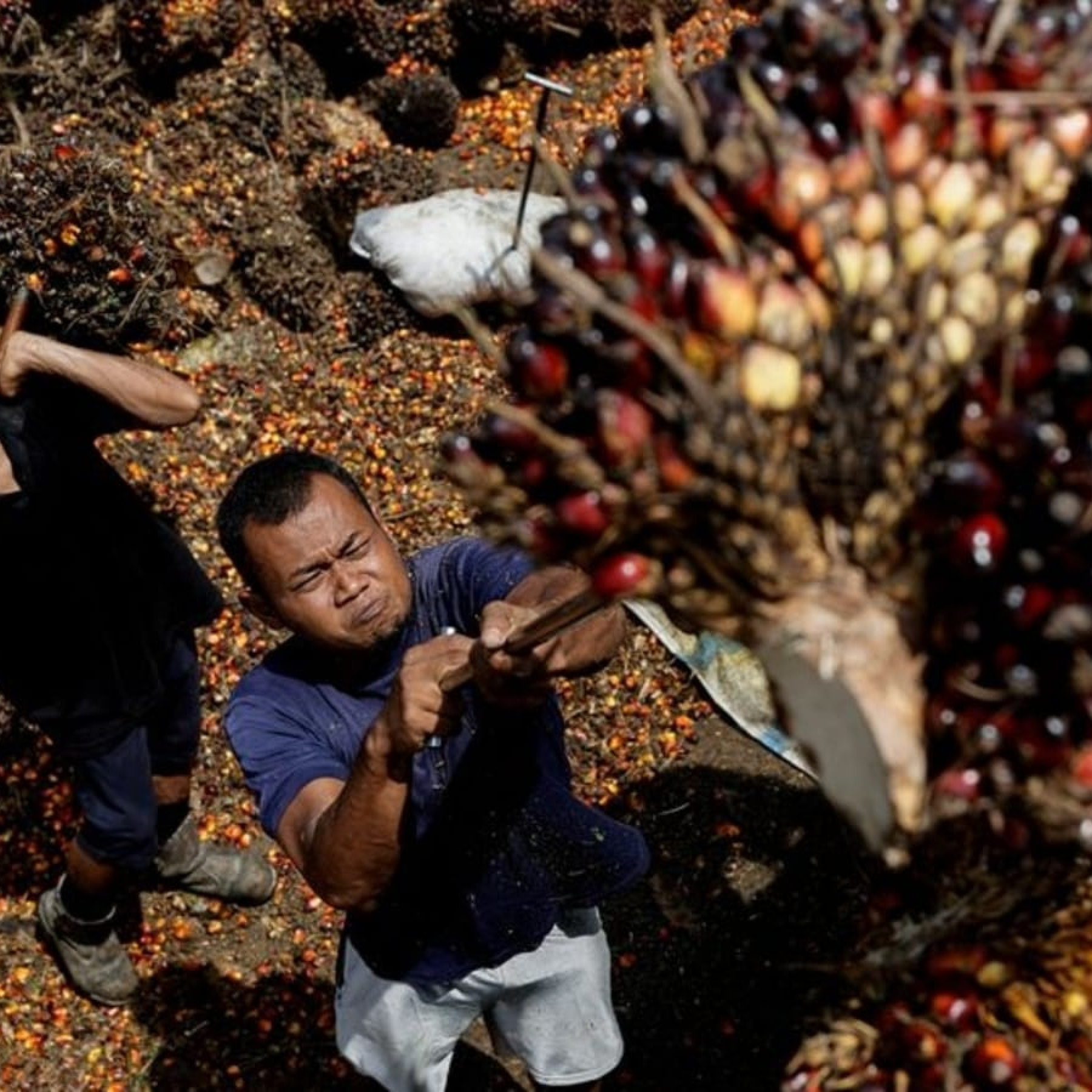 How Indonesias policy stumbles over palm oil have unfolded