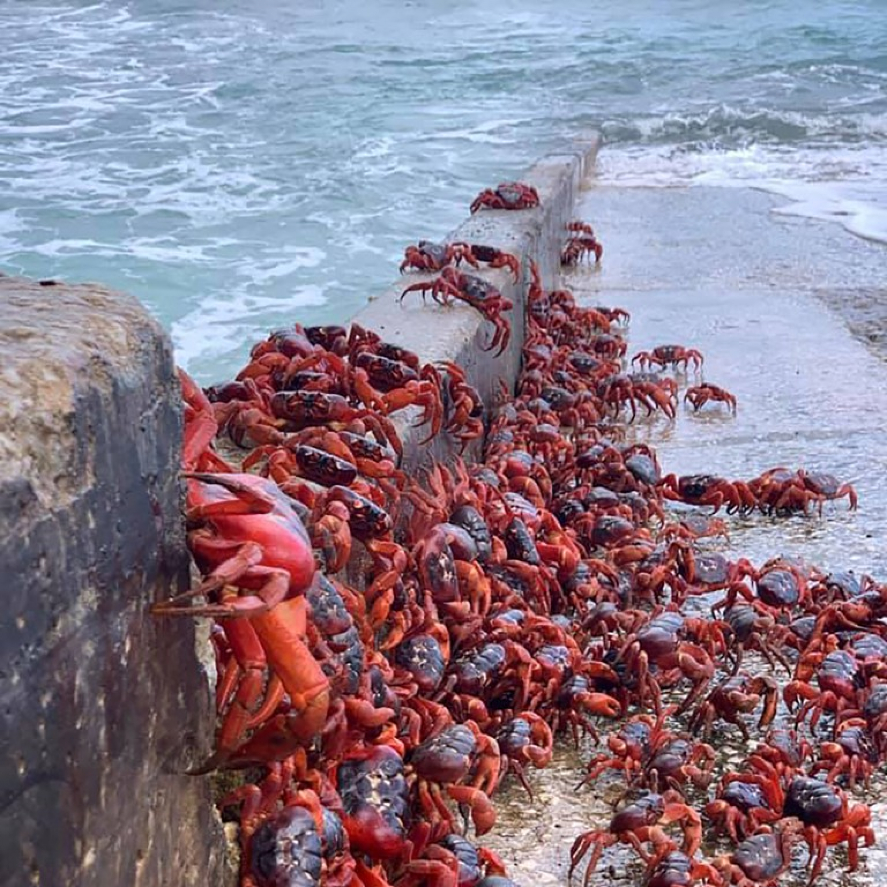 Millions of cannibal crabs shut down roads in Australia as they migrate towards ocean