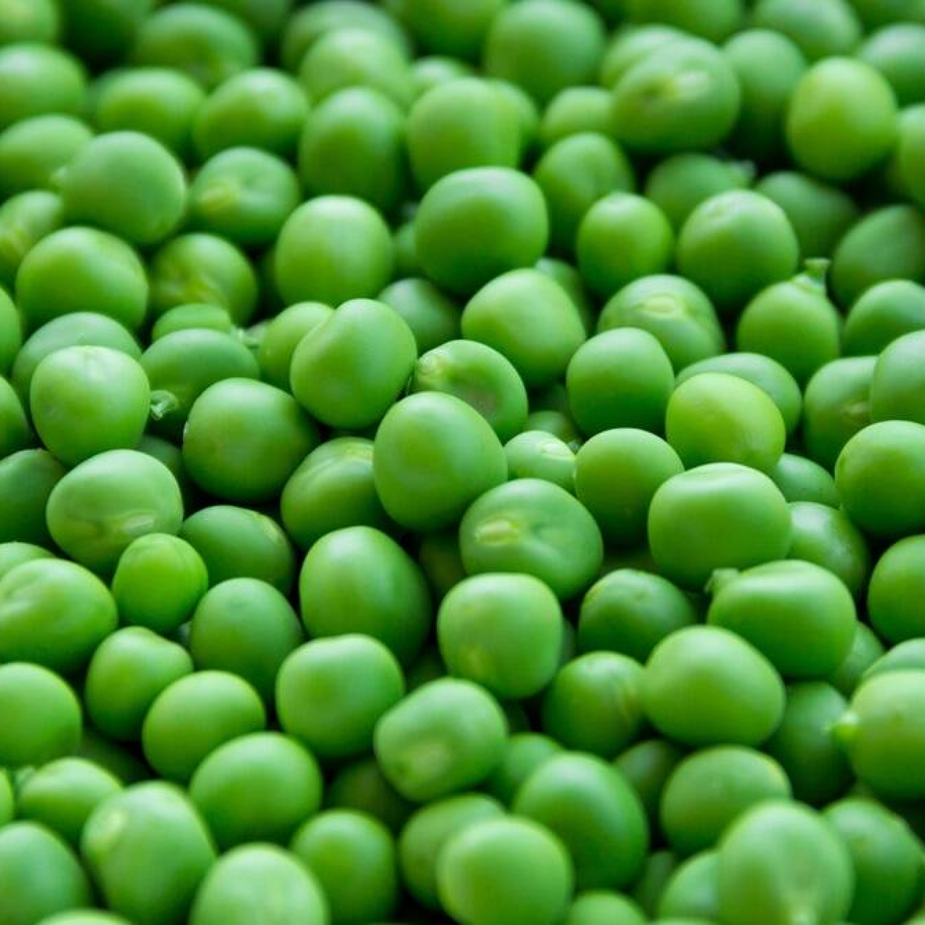 Try this simple experiment to test colour adulteration in green peas