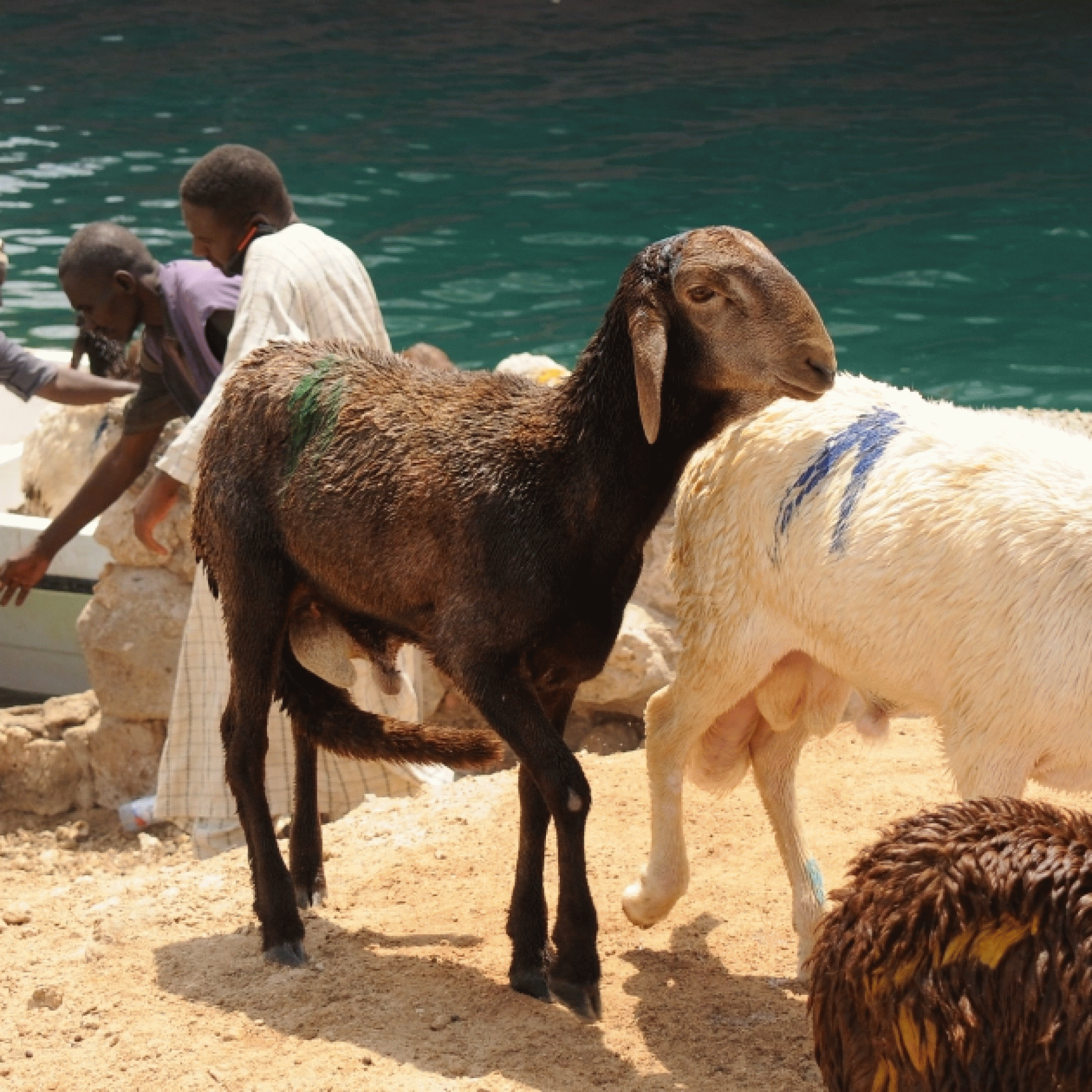 More than 15000 sheep drown after live export ship sinks in Sudan