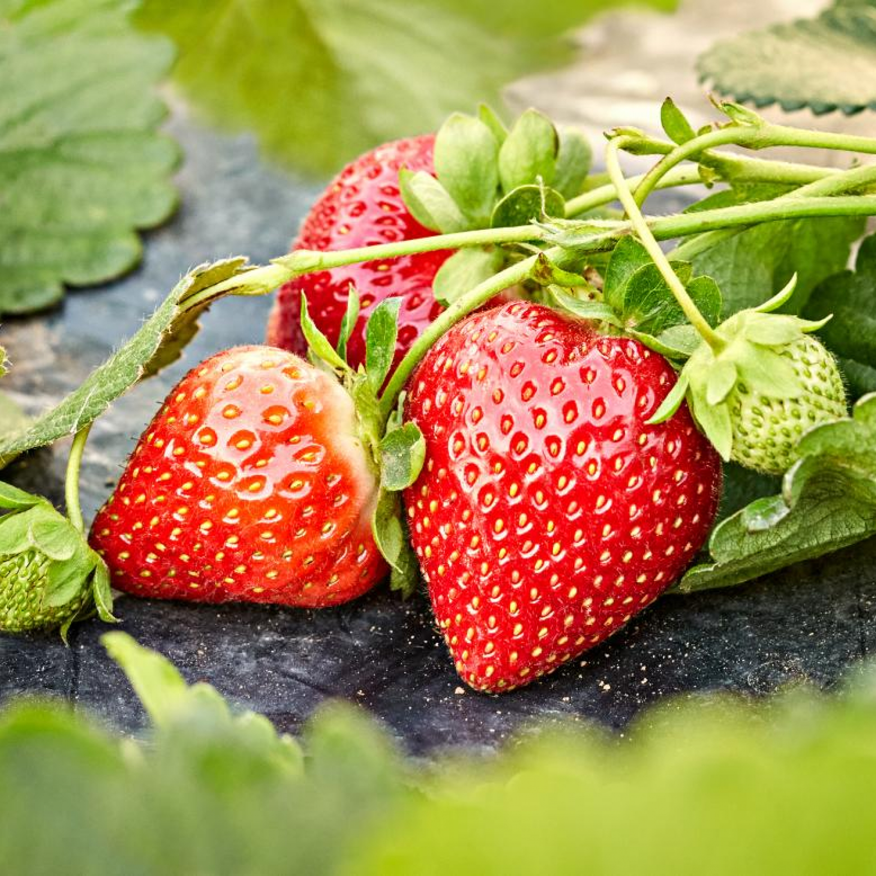 The FDA is investigating a hepatitis A outbreak potentially linked to strawberries