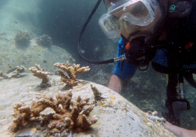 Earths oceans have reached the hottest and most acidic levels on record UN says