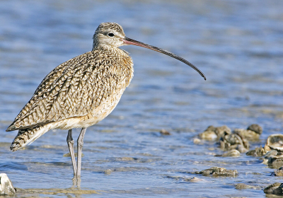 Reared curlews act like wild counterparts after release in Norfolk