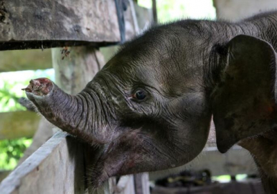 Baby elephant dies after losing half its trunk in poachers trap