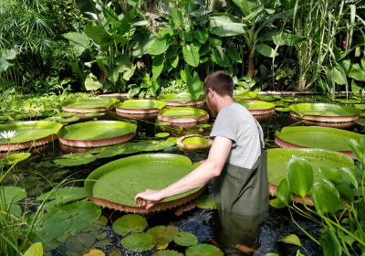 Scientists discover new giant water lily species