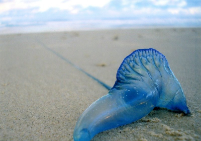 Terrorising us: bluebottles wash up on Australian beaches in gobsmacking numbers