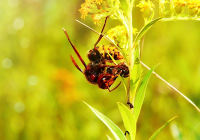 China says protecting nature a priority ahead of U.N. biodiversity talks