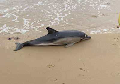 Rewards offered after dolphin harassed to death on Texas beach another impaled in Florida