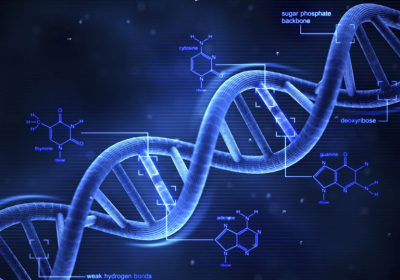 Scientists Engineer Synthetic DNA To Study Architect Genes: Building Artificial Hox Genes Enables Researchers To See How Cells Learn Their Location In The Body