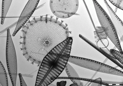 Black Summer fires fertilised the ocean so that algal blooms almost offset the emissions