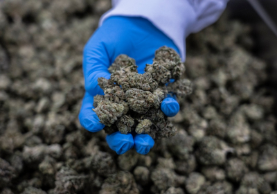 Israeli bigwigs eye profits from cannabis legalization