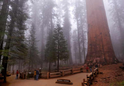 Worlds largest tree wrapped in fire-resistant blanket as California blaze creeps closer
