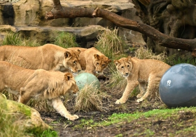 Five lions escape exhibit