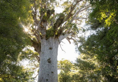 New map of ancient trees an opportunity for conservation