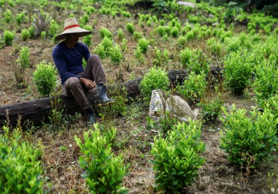 Colombia: Coca farmers release 180 soldiers from hostage
