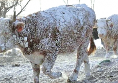 Cows walk in the snow following a blizzard in Sturgis, South Dakota