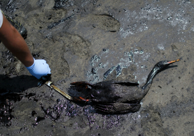 Tonga volcano eruption blamed for huge oil spill in Peru