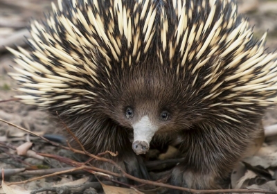 Snot bubbles and belly flops keep echidnas cool, research finds
