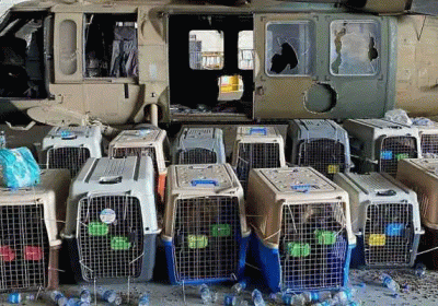 US military leaves behind dozens of service dogs in Afghanistan animal welfare groups to evacuate them