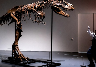 A 76 million-year-old dinosaur skeleton will be auctioned in New York City