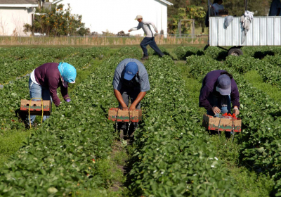 Day Laborers Pay a Steep Price Working in California Fire Zones