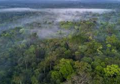 Facebook to act on illegal sale of Amazon rainforest