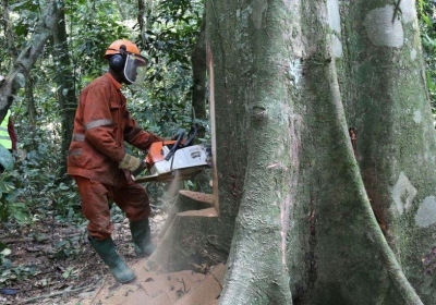Ambassador tells EU that deforestation rules burdensome