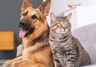 Farming mink dogs and cats may spur disease reservoirs