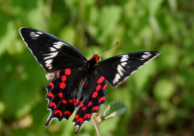 Crimson Rose Butterflies traveling towards Sri Lanka via Dhanushkodi beach in Tamil Nadu