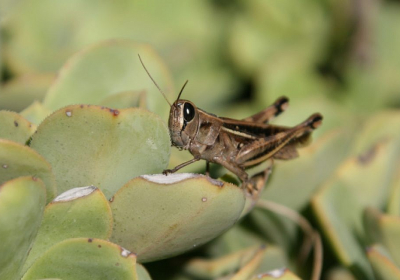 Biblical plague explained. Israeli study suggests why locusts form massive swarms