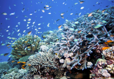 Great Barrier Reef to be given another $1 billion to protect environment