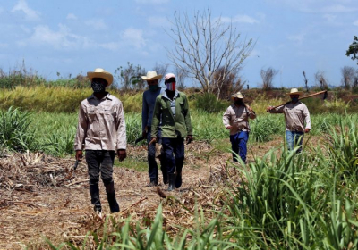 Cuba sugar harvest only half of expected sector in crisis