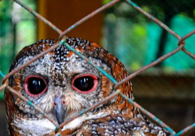 Doctor clicks rare Mottled Wood Owl in Prayagraj