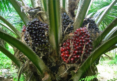 Oil-Palm-Cultivation1