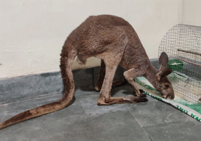 Smuggled kangaroos leave Indian forestry officials mystified