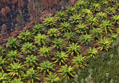 At some point we must stop: Indonesia plans to end all crude palm oil exports