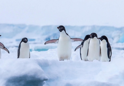 Penguin
