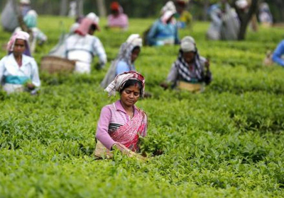 Govt. focused on clearing tea subsidy dues