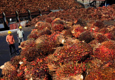 Malaysia palm oil group warns of losses ahead from severe labour crunch