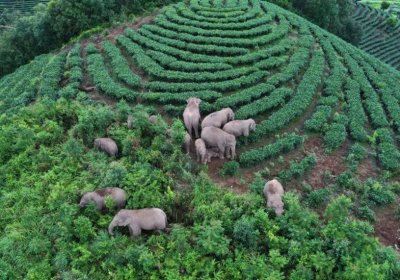 There and back again: The epic adventures of Chinas wandering elephants