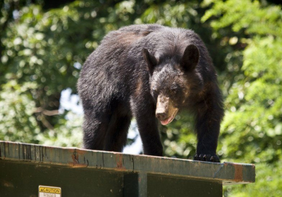 California man sues after being startled by dumpster-diving bear