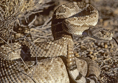 Nature: Rattlesnakes sound trick fools human ears
