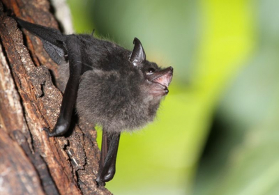 Baby bats babble like humans