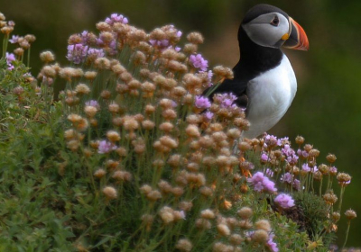 Nature crisis: Talks resume on global plan to protect biodiversity