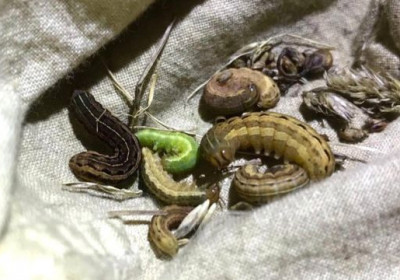 Light pollution from street lamps linked to insect loss