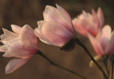 One in three trees face extinction in wild says new report